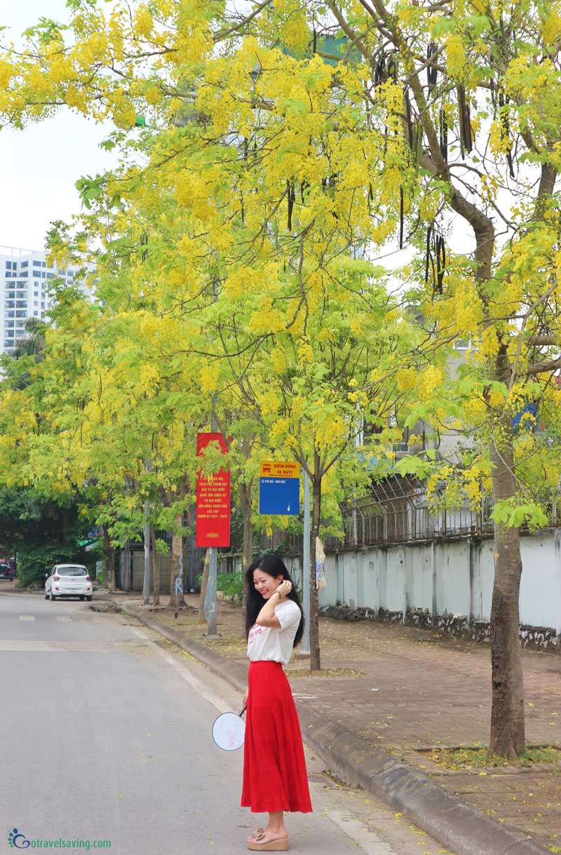 muồng hoàng yến trên đường Quang Lai