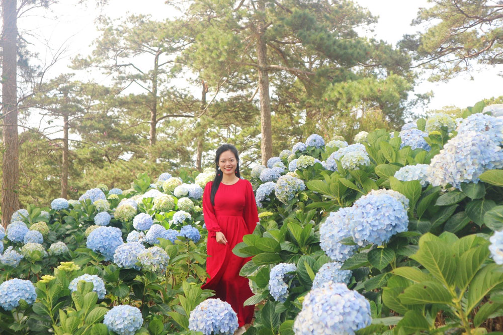 Vườn hoa cẩm tú cầu cổ tích tại Đà Lạt
