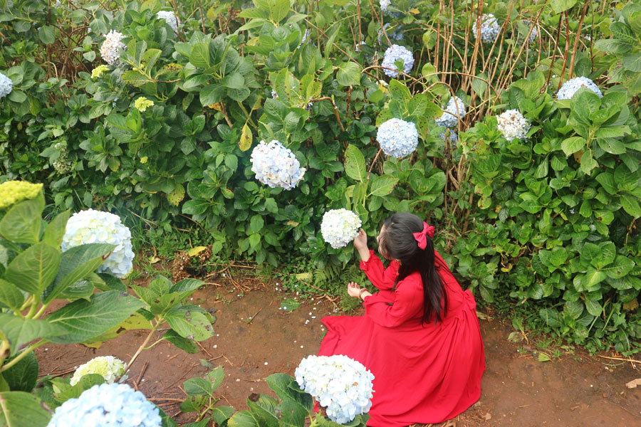 Vườn hoa cẩm tú cầu Trại Mát, Đà Lạt