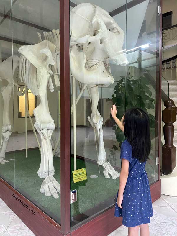 Xương voi châu Á tại bảo tàng tài nguyên rừng 